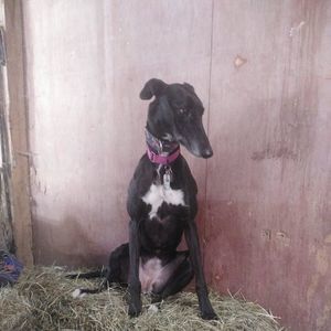 Meet your Posher, Mickey